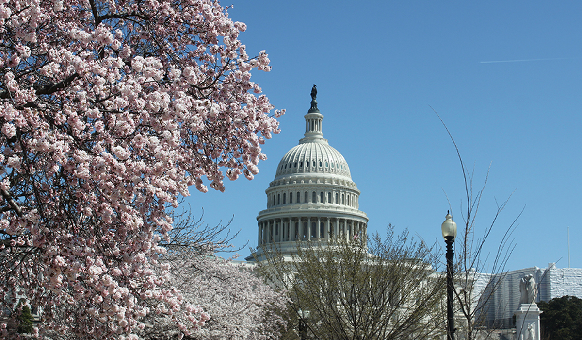 cap-cherry-blossoms-04-20