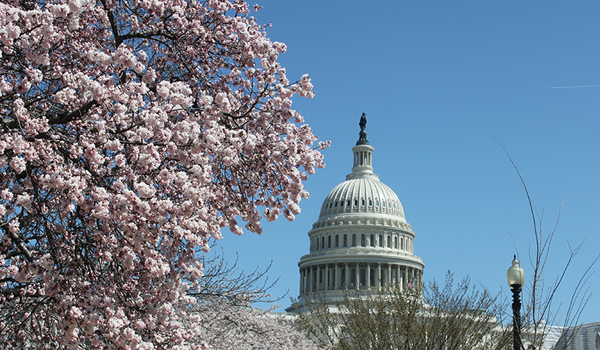 The Capitol and cherry blossoms